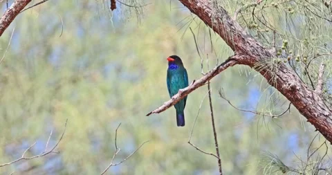 Oriental Dollarbird Perching on Tree Branch in Wild Forest Stock Footage 328272373
