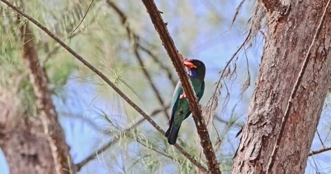 Oriental dollarbird perching on tree branch with prey in beak Stock Footage 332419265