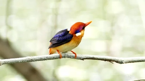 The Oriental dwarf kingfisher on branch. Stock Footage 73597340