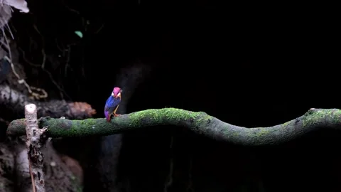 Oriental dwarf kingfisher (ODKF) Stock Footage 141108976
