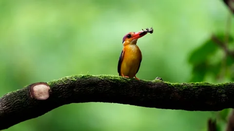 Oriental dwarf kingfisher (ODKF) Stock Footage 141109130
