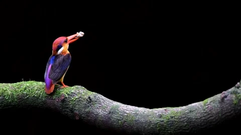Oriental dwarf kingfisher (ODKF) Stock Footage 141109183