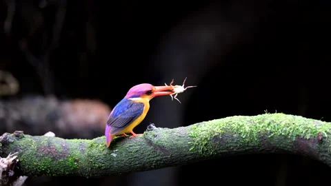 Oriental dwarf kingfisher (ODKF) Stock Footage 141109293
