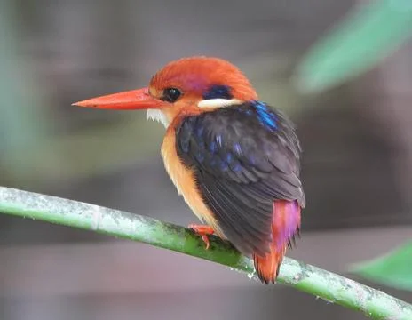 Oriental Dwarf Kingfisher Stock Photos