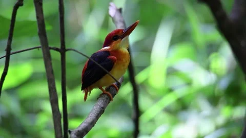 Oriental-dwarf-kingfisher stand on the branches in the green forest. Video stock 254103636