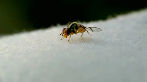 Oriental fruit flies Stock Footage