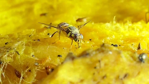 Oriental fruit fly. Stock-Footage 78105235