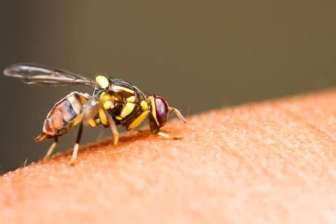 Oriental fruit fly Stock Photos