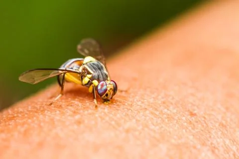 Oriental fruit fly Stock Photos