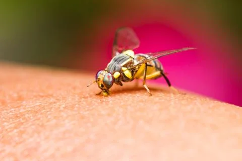 Oriental fruit fly Stock Photos