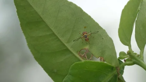 Oriental fruit fly resting under the tree leaf Stock Footage 83513636