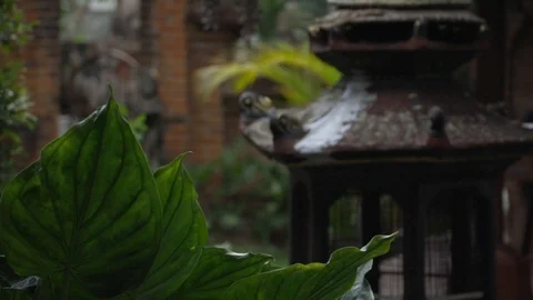 ORIENTAL GARDEN Stock Footage 127421812