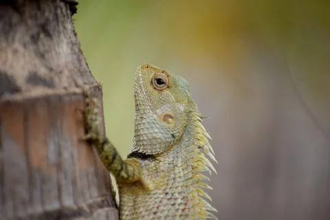 The oriental garden lizard( Agamid lizard) Stock Photos