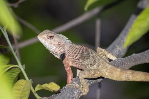 The oriental garden lizard, also called the eastern garden lizard, Indian g.. Stock Photos