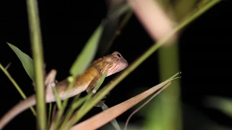 Oriental garden lizard Calotes versicolor Stock Footage 56741041
