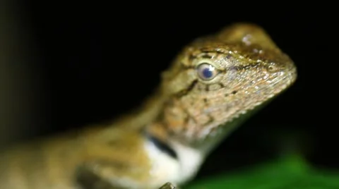 Oriental garden lizard Calotes versicolor close up Stock Footage 56906649