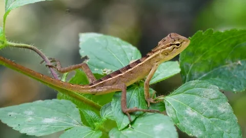 Oriental Garden Lizard - Calotes Versicolor Close up Stock Footage 314105326