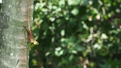Oriental garden lizard climbing down tree trunk Stock-Footage 340643091