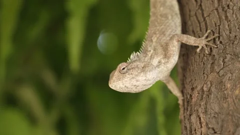 Oriental garden lizard closeup Video stock 236972644