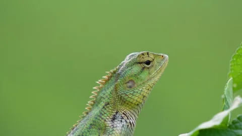 Oriental garden lizard closeup Stock Footage 319928732