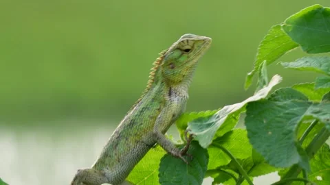 Oriental Garden Lizard in closeup Stock Footage 319928842
