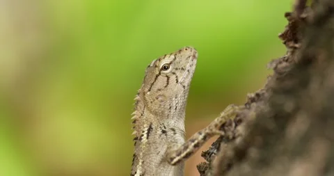 Oriental garden lizard, Eastern garden lizard or Changeable lizard on tree. Stock Footage 269380000