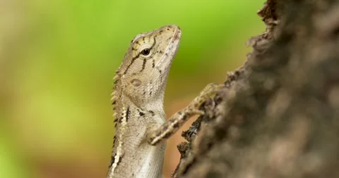 Oriental garden lizard, Eastern garden lizard or Changeable lizard on tree. Stock Footage 269516850
