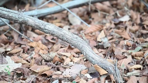 Oriental garden lizard on a fallen tree branch in Tadoba national park Video stock 307842854