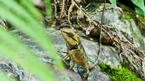 Oriental garden lizard Stock Footage 49314791