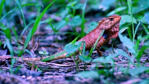 Oriental Garden Lizard Stock Footage 190064502
