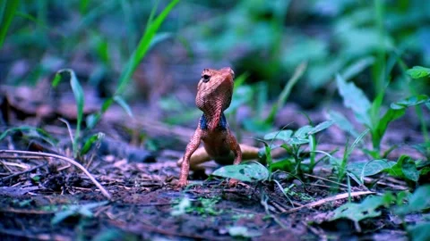 Oriental Garden Lizard Stock Footage 190067616