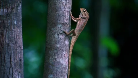 Oriental Garden Lizard Stock Footage 190072232