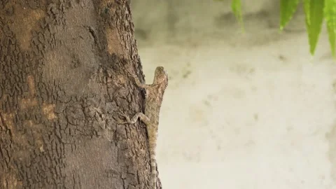 Oriental garden lizard Video stock 236973935