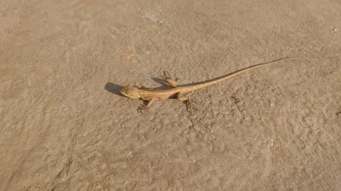 Oriental garden lizard Stock Footage 328369696