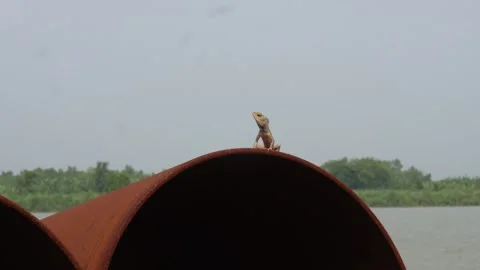 Oriental garden lizard Stock-Footage 342258939