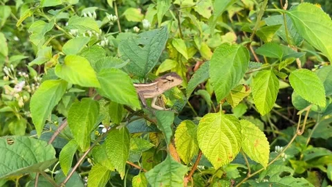 Oriental Garden Lizard on Green Foliage Stock Footage 338399014