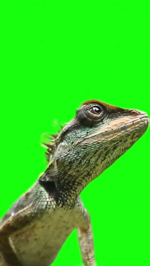 Oriental garden lizard on green screen background close up shot Stock Footage 337802725