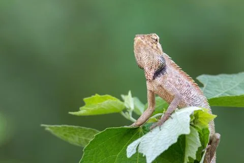 A oriental garden lizard in nature Stock Photos
