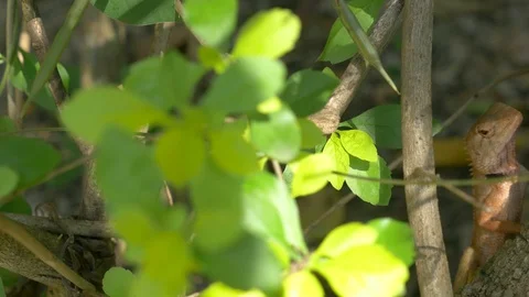 Oriental garden lizard or changeable lizard climbing on tree Stock Footage 91351797