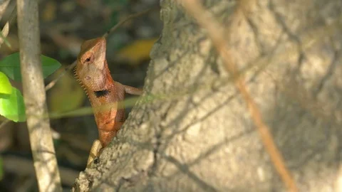 Oriental garden lizard or changeable lizard climbing on tree Video stock 91351809