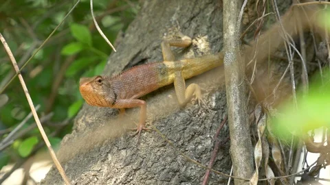 Oriental garden lizard or changeable lizard climbing on tree Video stock 91351857