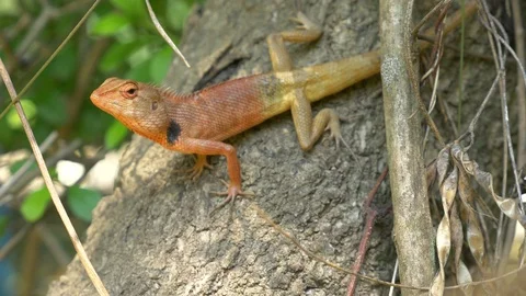 Oriental garden lizard or changeable lizard climbing on tree Video stock 91351891