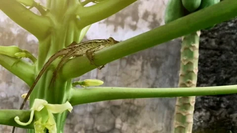Oriental Garden Lizard Perched on Papaya Tree Stem in Tropical Garden Stock Footage 339193737