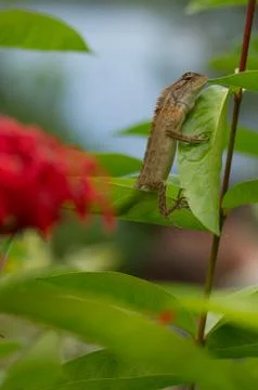 Oriental garden lizard Stock Photos