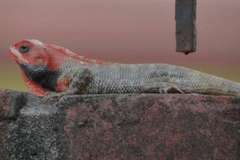 Oriental Garden lizard. 写真素材