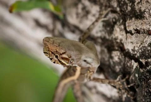 Oriental Garden Lizard Stock Photos