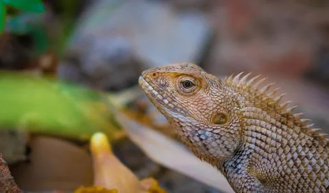 Oriental garden lizard Stock Photos