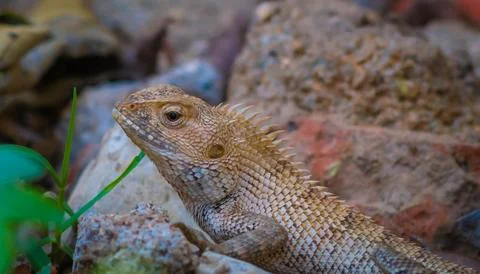 Oriental garden lizard Stock Photos