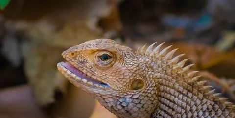 Oriental garden lizard Stock Photos