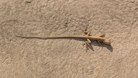 Oriental garden lizard Stock Photos